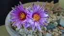 Turbinicarpus pseudopectinatus