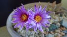Turbinicarpus pseudopectinatus