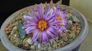 Turbinicarpus pseudopectinatus