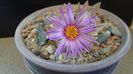 Turbinicarpus pseudopectinatus