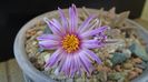 Turbinicarpus pseudopectinatus