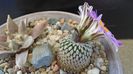 Turbinicarpus pseudopectinatus