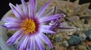Turbinicarpus pseudopectinatus