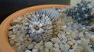 Mammillaria perezdelarosae ssp. andersoniana