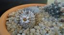 Mammillaria perezdelarosae ssp. andersoniana
