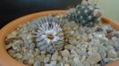 Mammillaria perezdelarosae ssp. andersoniana