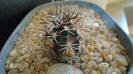 Echinocereus davisi brevispinus