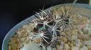 Echinocereus davisi brevispinus