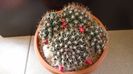 Mammillaria mammillaris