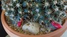 Mammillaria mammillaris