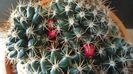 Mammillaria mammillaris