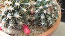 Mammillaria mammillaris