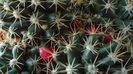 Mammillaria mammillaris