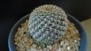 Rebutia arenacea, boboci