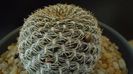 Rebutia arenacea
