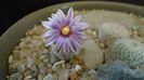 Turbinicarpus valdezianus