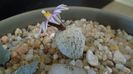 Turbinicarpus valdezianus