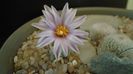 Turbinicarpus valdezianus
