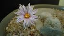 Turbinicarpus valdezianus