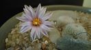 10 mart. 2020: Turbinicarpus valdezianus