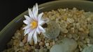 10 mart. 2020: Turbinicarpus valdezianus