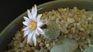 Turbinicarpus valdezianus