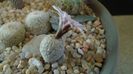 Turbinicarpus valdezianus