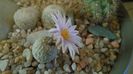 Turbinicarpus valdezianus