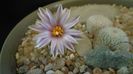 Turbinicarpus valdezianus