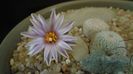 10 mart. 2020: Turbinicarpus valdezianus