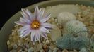 Turbinicarpus valdezianus