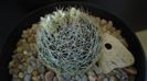 Mammillaria picta