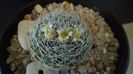 Mammillaria picta