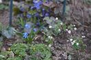 Isopyrum thalictroides- Găinușe
