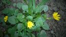 Ficaria verna (grausor,untisor)