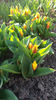 tulipa "stresa"