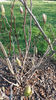 magnolia x soulangeana