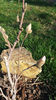 magnolia stellata alba