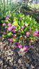 primula spp hybr.