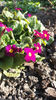 primula spp hybr.