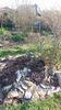 sempervivum spp. mix