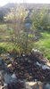 sempervivum spp. mix