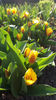tulipa "stresa"