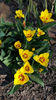 tulipa "stresa"