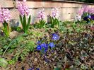 Veronica Georgia Blue si zambile Pink Pearl