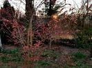 Acer Katsura