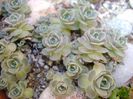 Orostachys iwarenge