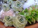 Orostachys iwarenge