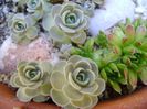 Orostachys iwarenge