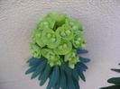 Euphorbia amygdaloides